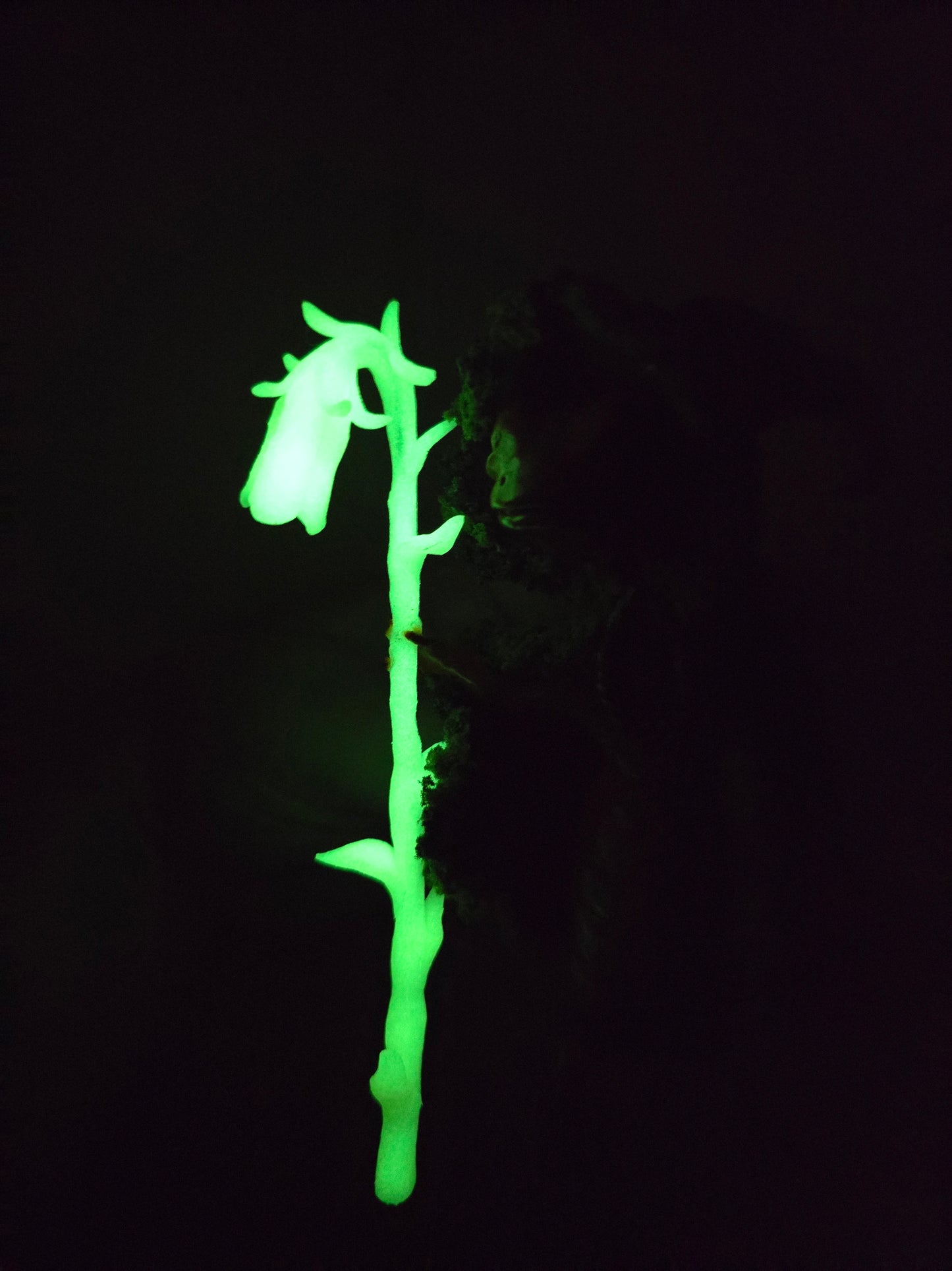 The guardian of the ghost pipe