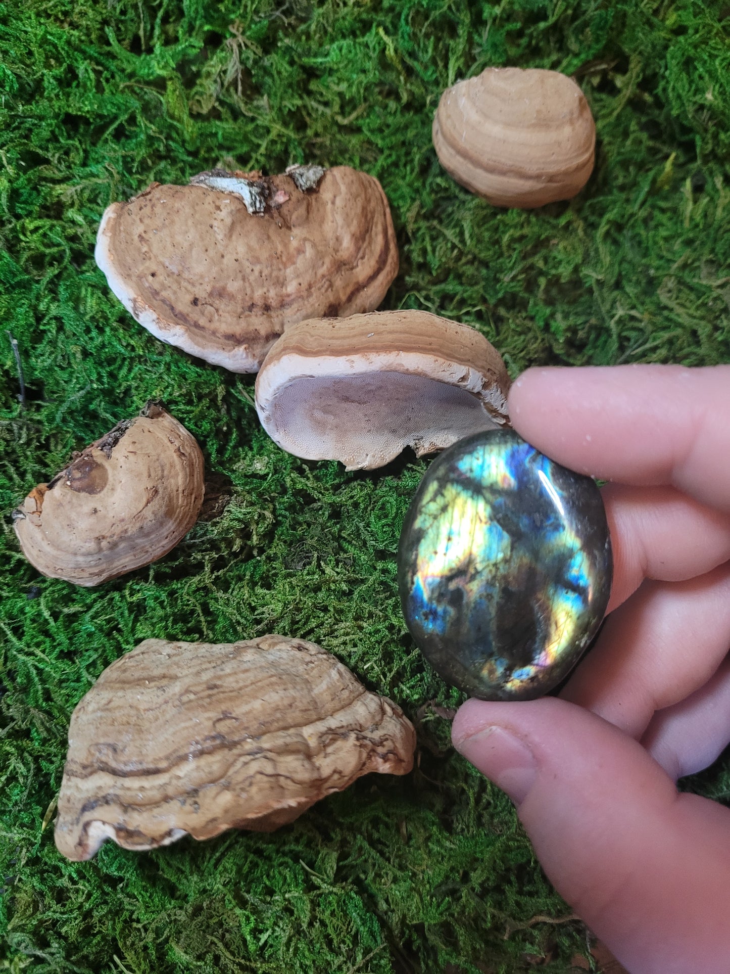 The Wise Old Wizard Tree