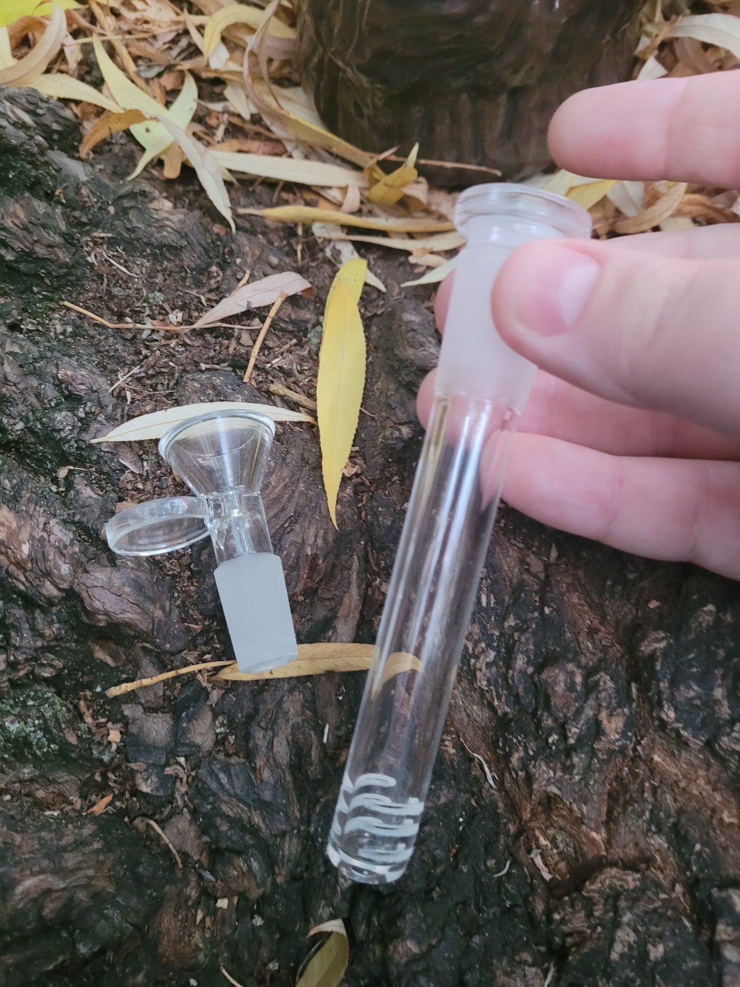 The Wise Old Wizard Tree