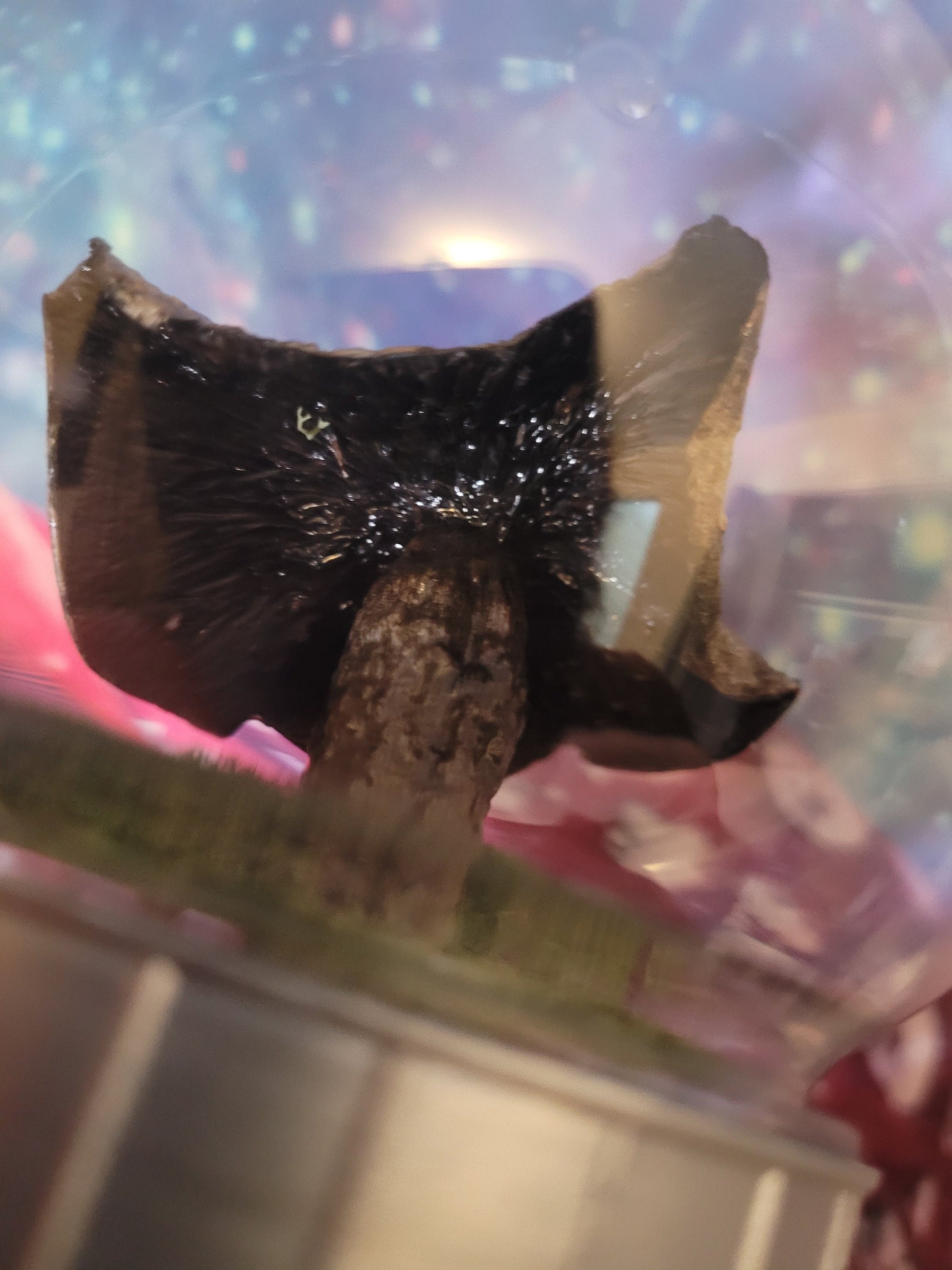 Real dried mushroom terrarium indigo milk cap specimen mushroom globe