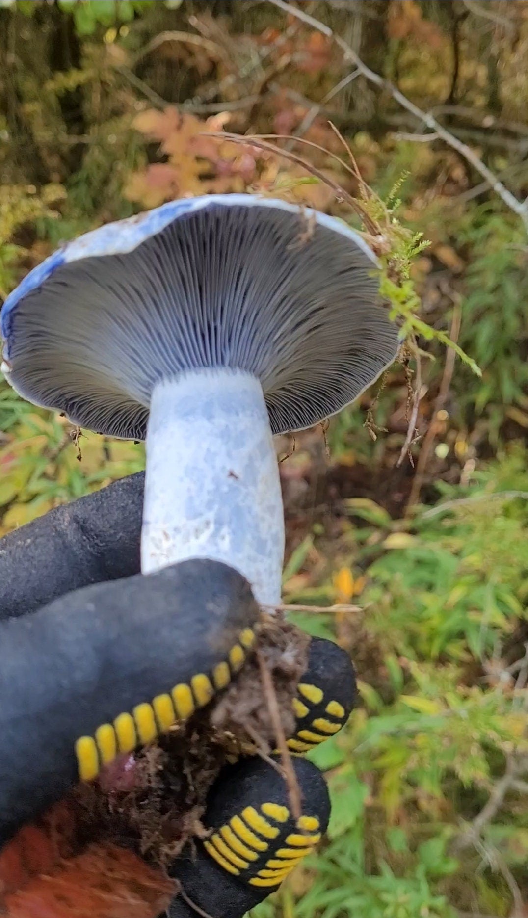 Real dried mushroom terrarium indigo milk cap specimen mushroom globe