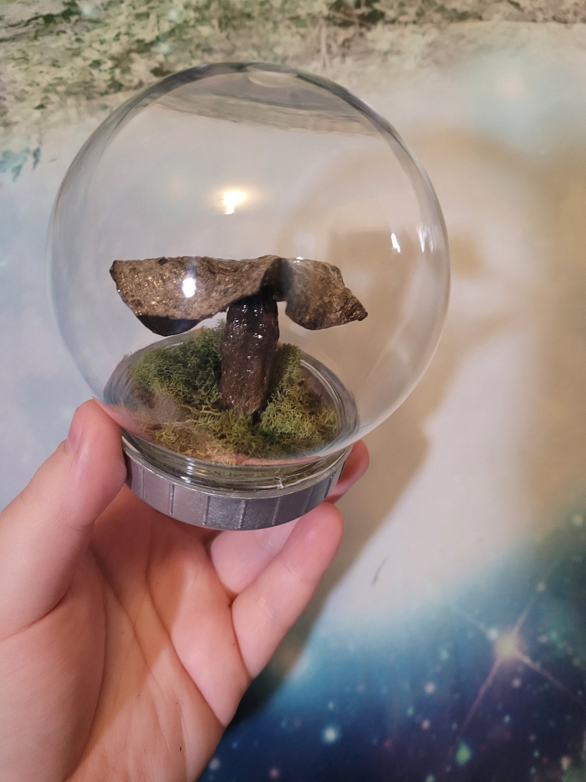 Real dried mushroom terrarium indigo milk cap specimen mushroom globe
