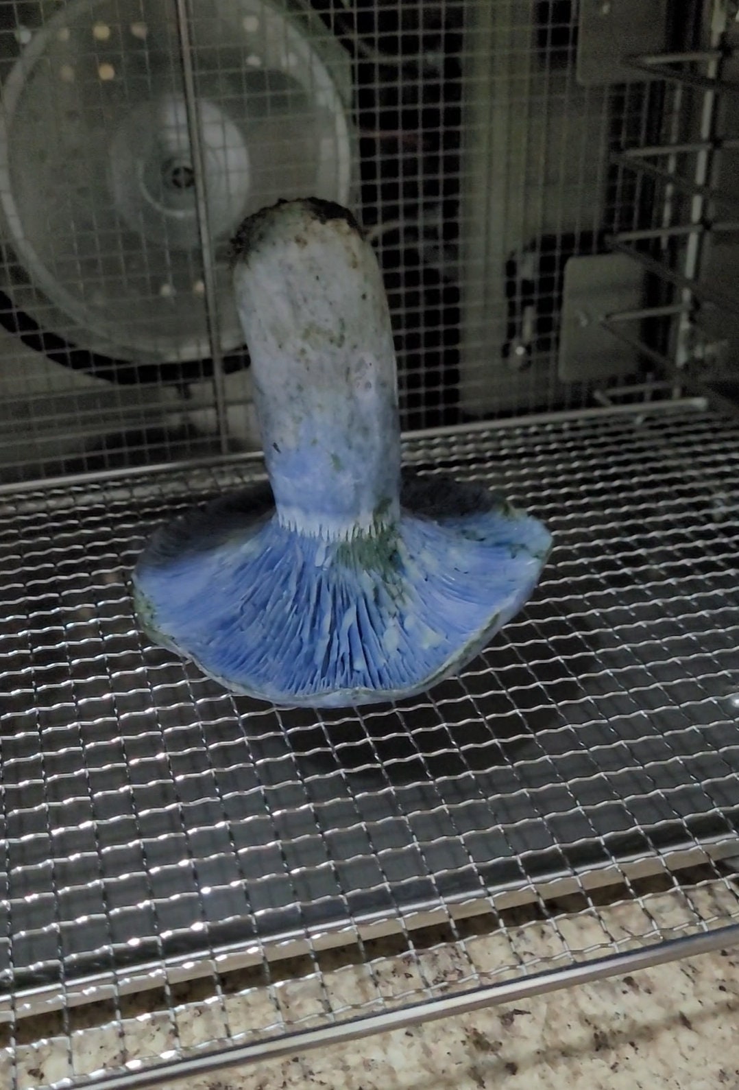 Real dried mushroom terrarium indigo milk cap specimen mushroom globe