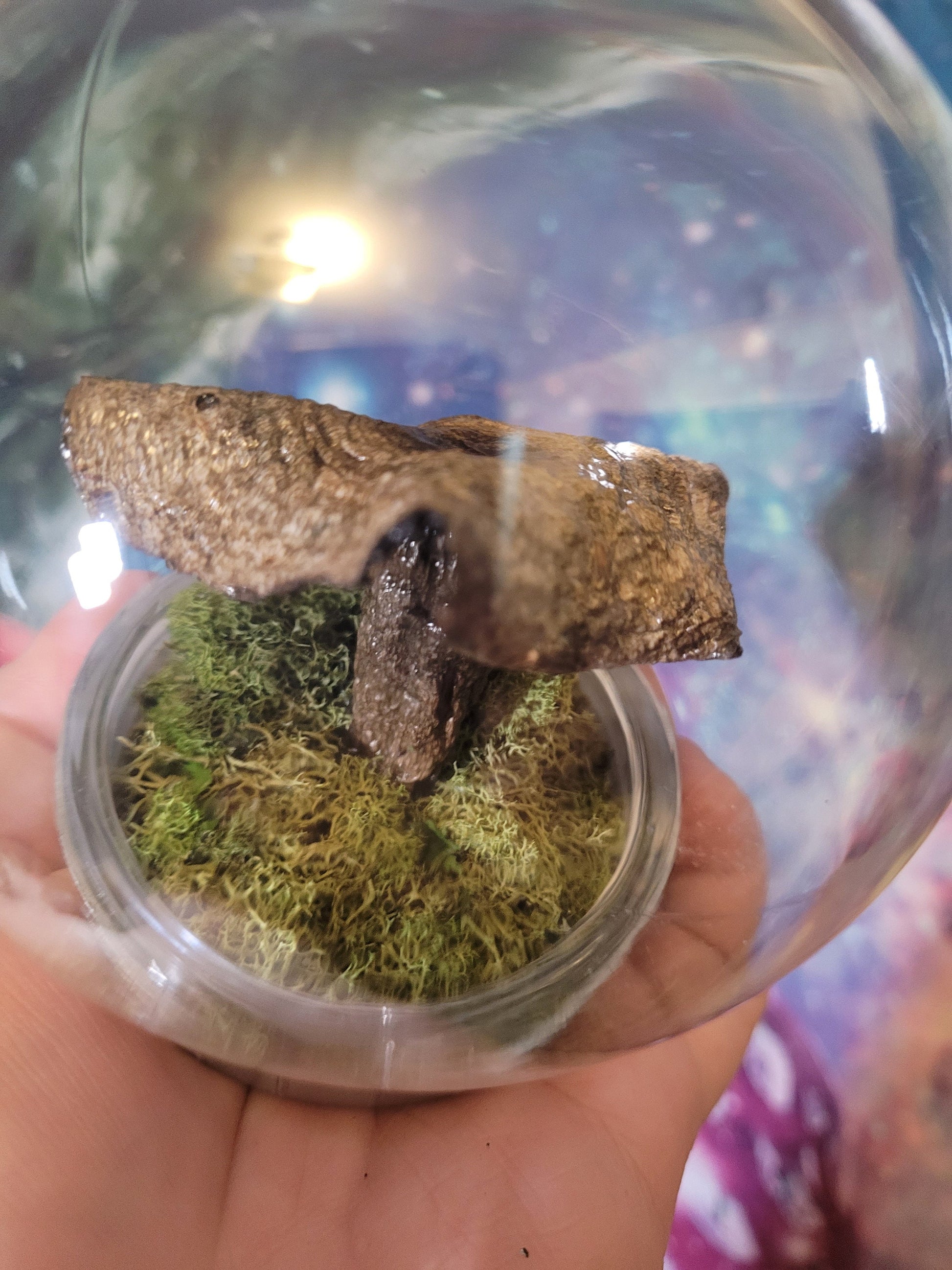 Real dried mushroom terrarium indigo milk cap specimen mushroom globe