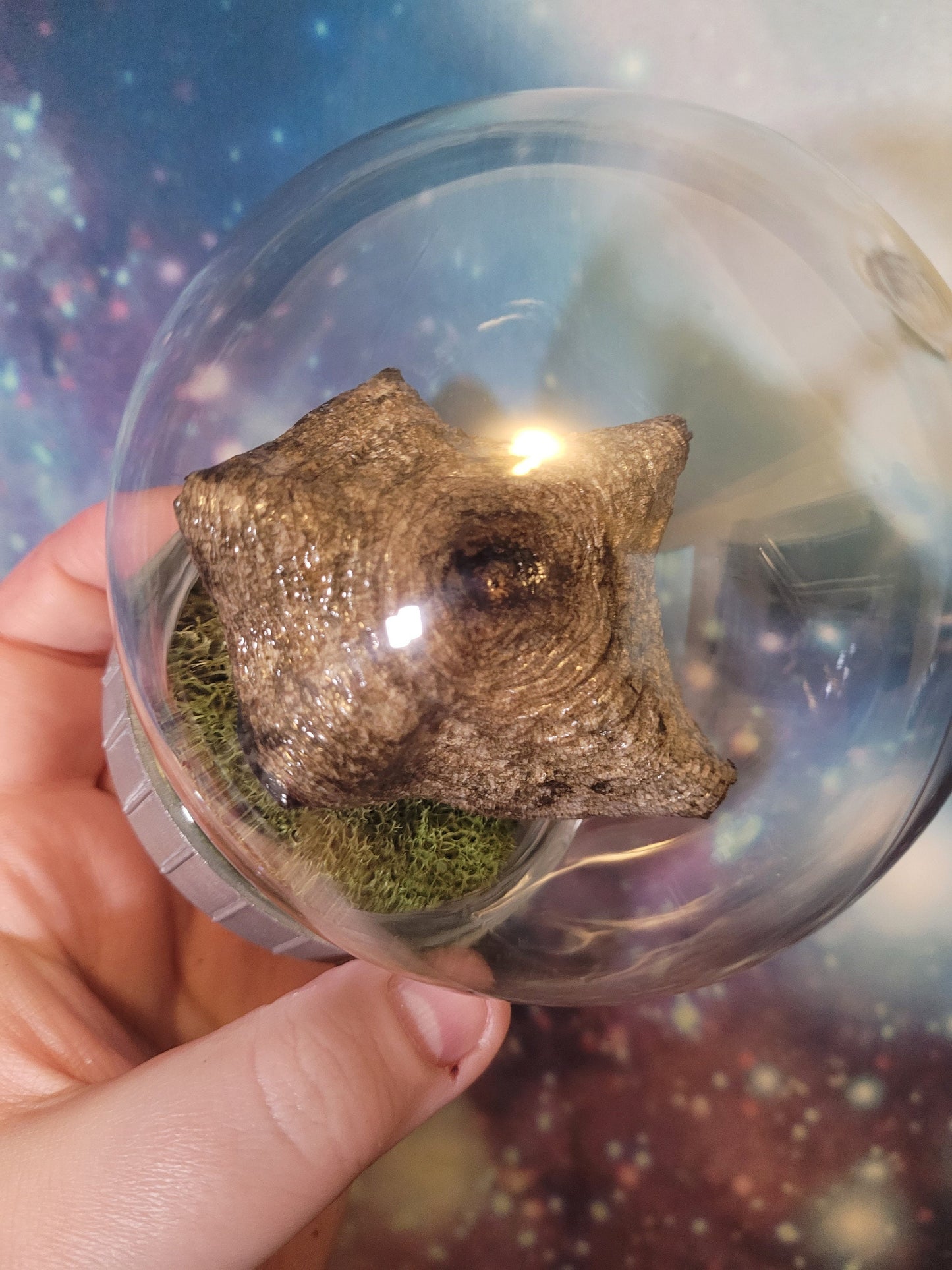 Real dried mushroom terrarium indigo milk cap specimen mushroom globe