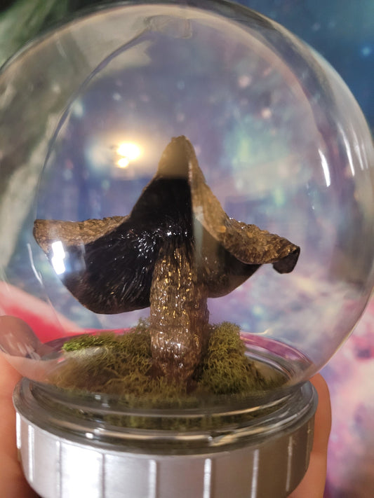 Real dried mushroom terrarium indigo milk cap specimen mushroom globe